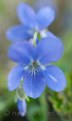 BB 11 0379 / Viola hirta / Lodnefiol